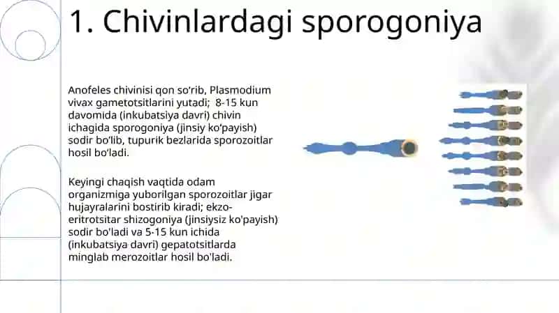 Plasmodium Vivax 3