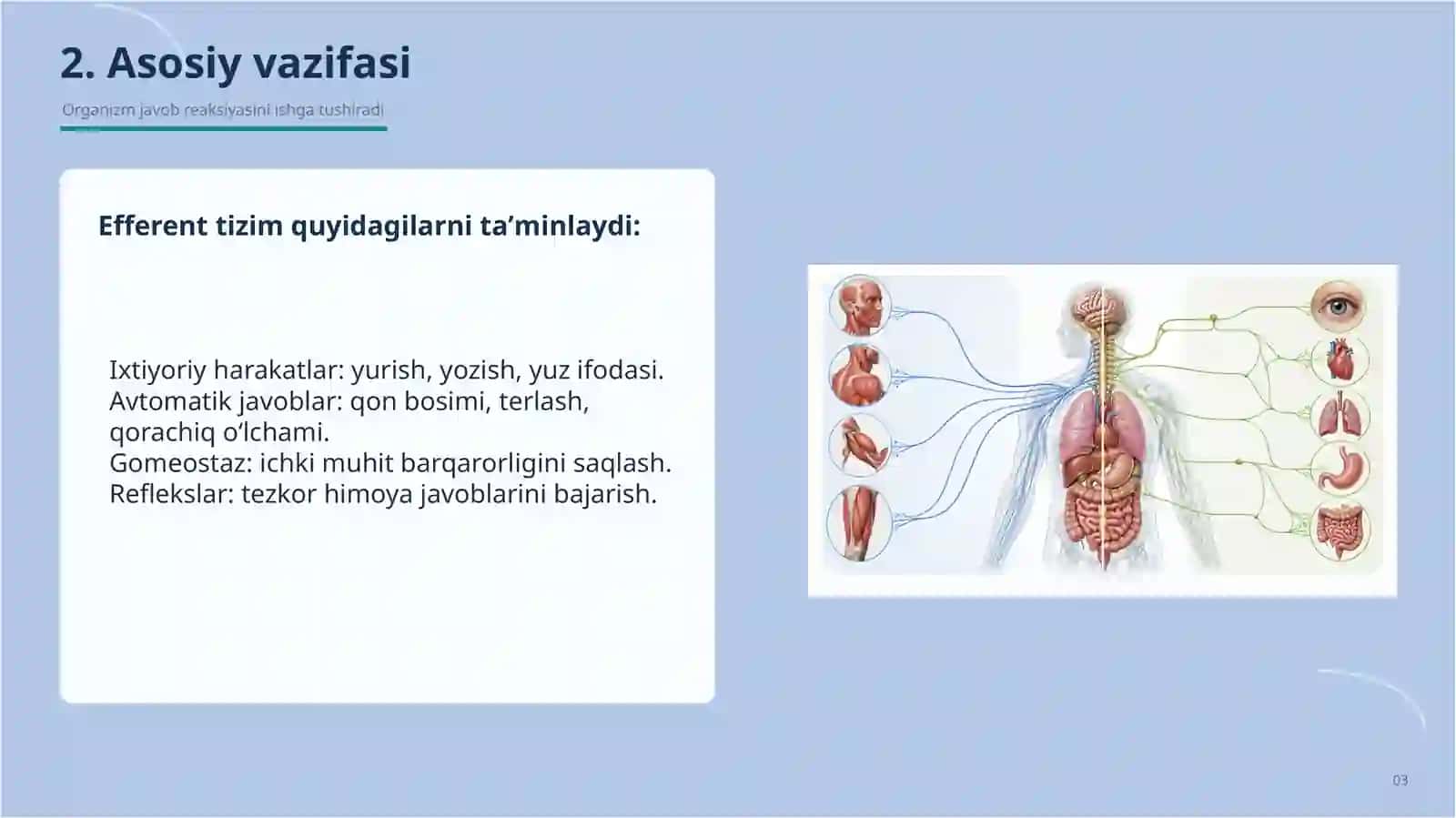 Efferent nerv sistemasi 3