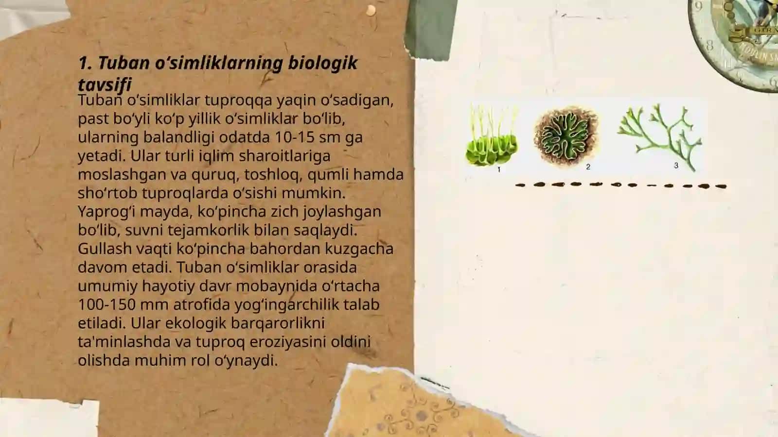 Tuban oʻsimliklar 3