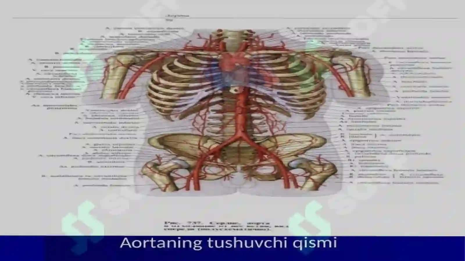 Kokrak va qorin aortasi 3