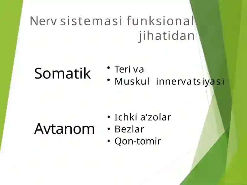 Orqamiya anatomiyasi 3