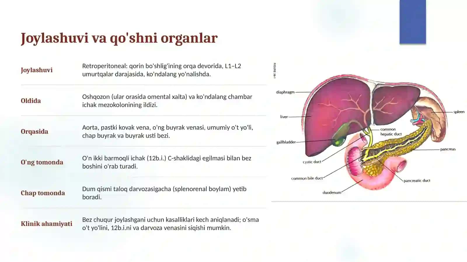 Oshqozon osti bezi 3