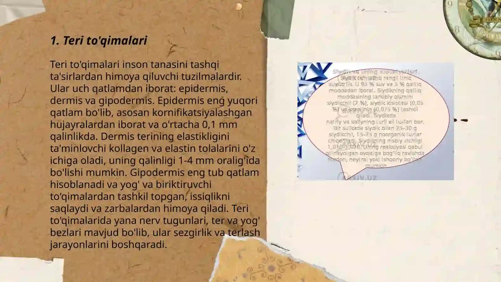 Teri to'qimalari 3