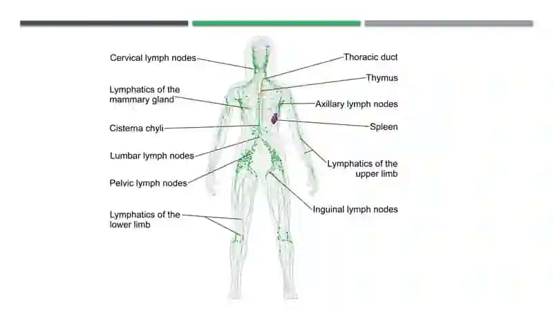 Limfa 3