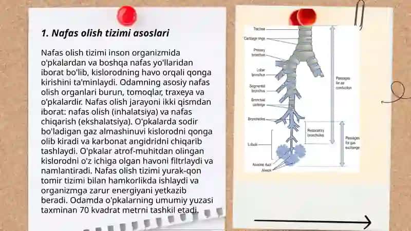 Nafas olish tizimi 3