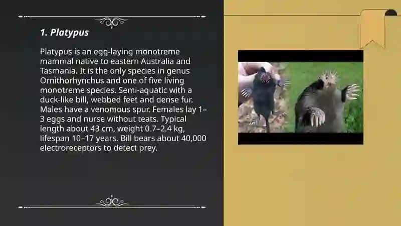 Platypus 3