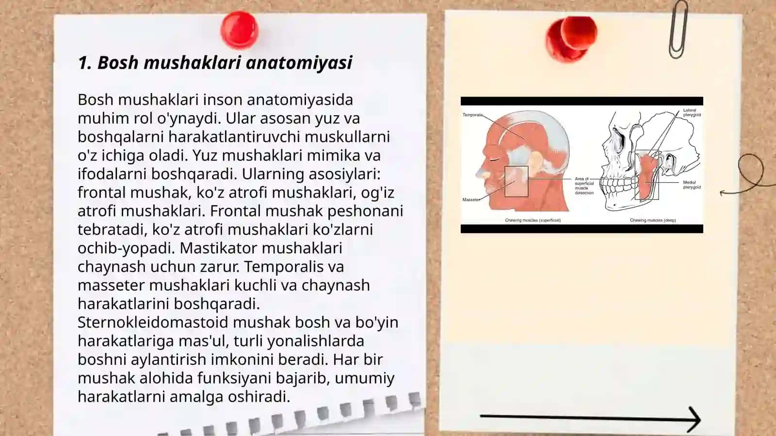 Bosh mushaklari 3
