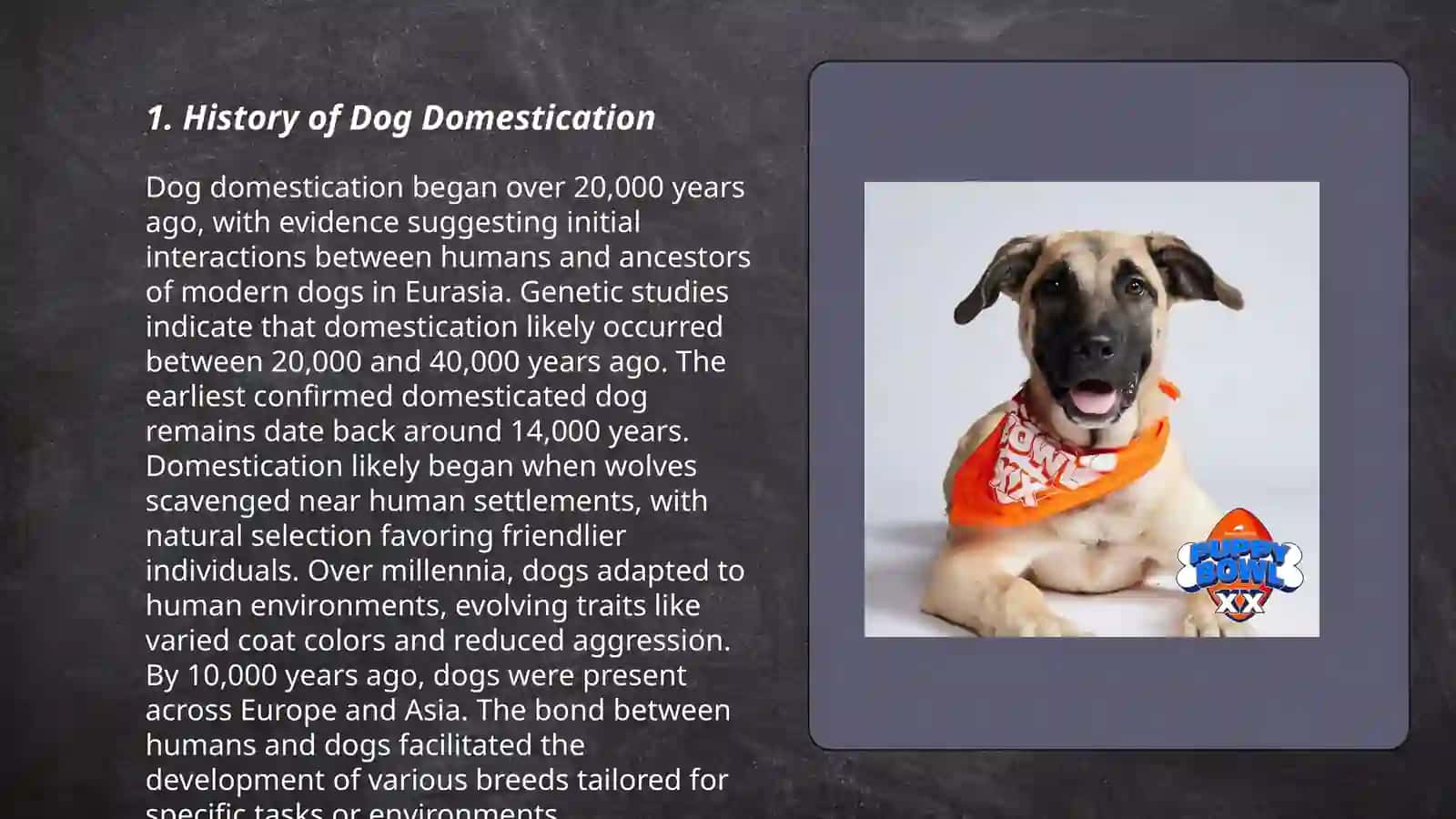 About dogs 3