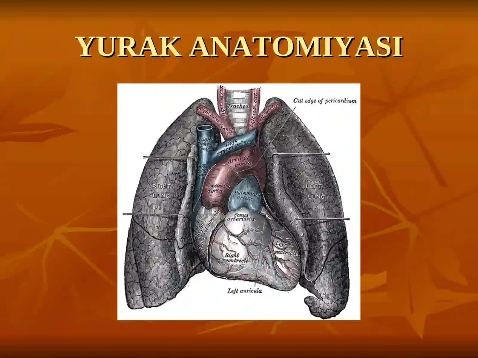 YURAK ANATOMIYASI 3