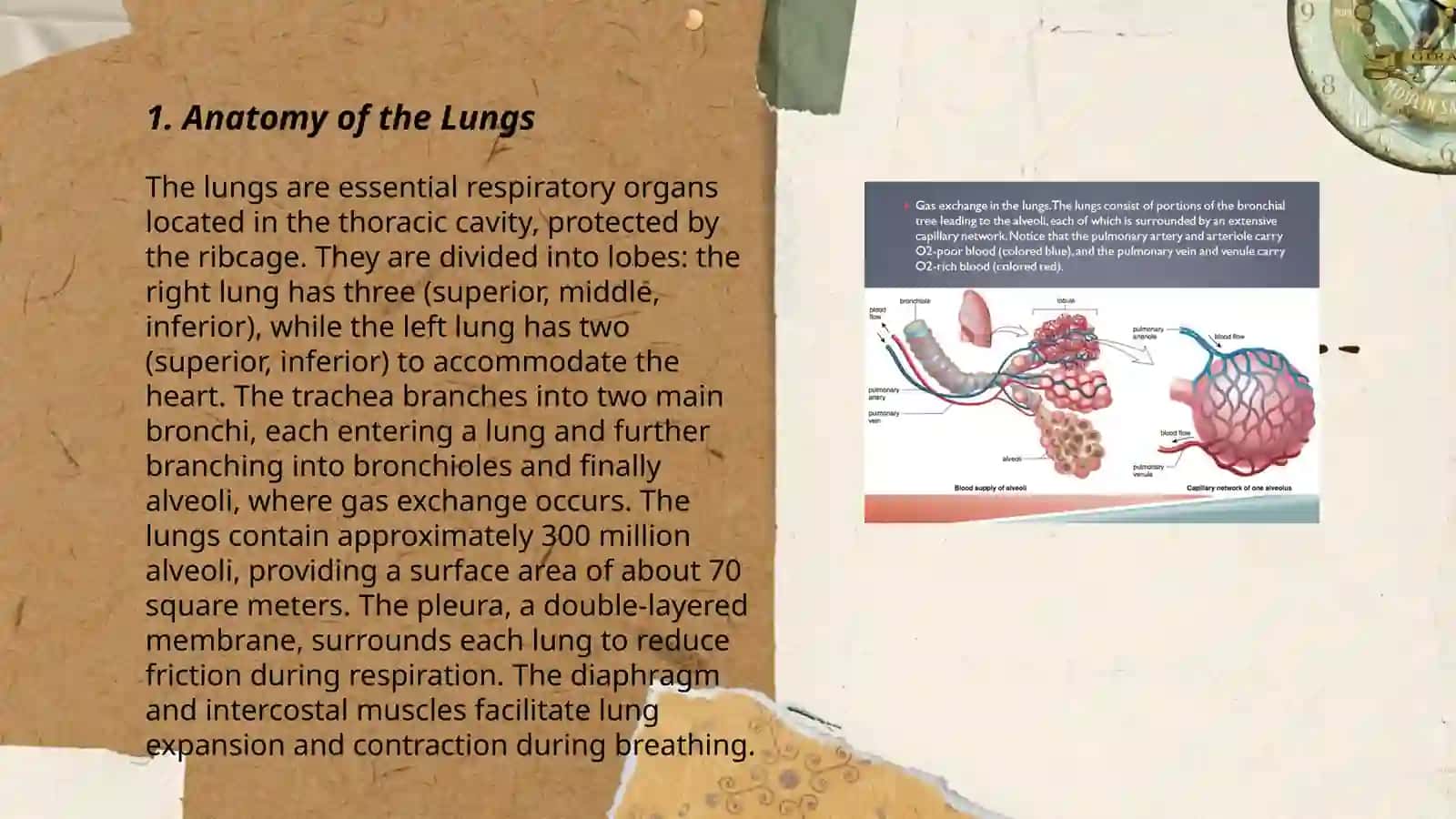 Lungs and a pulmonary system 3