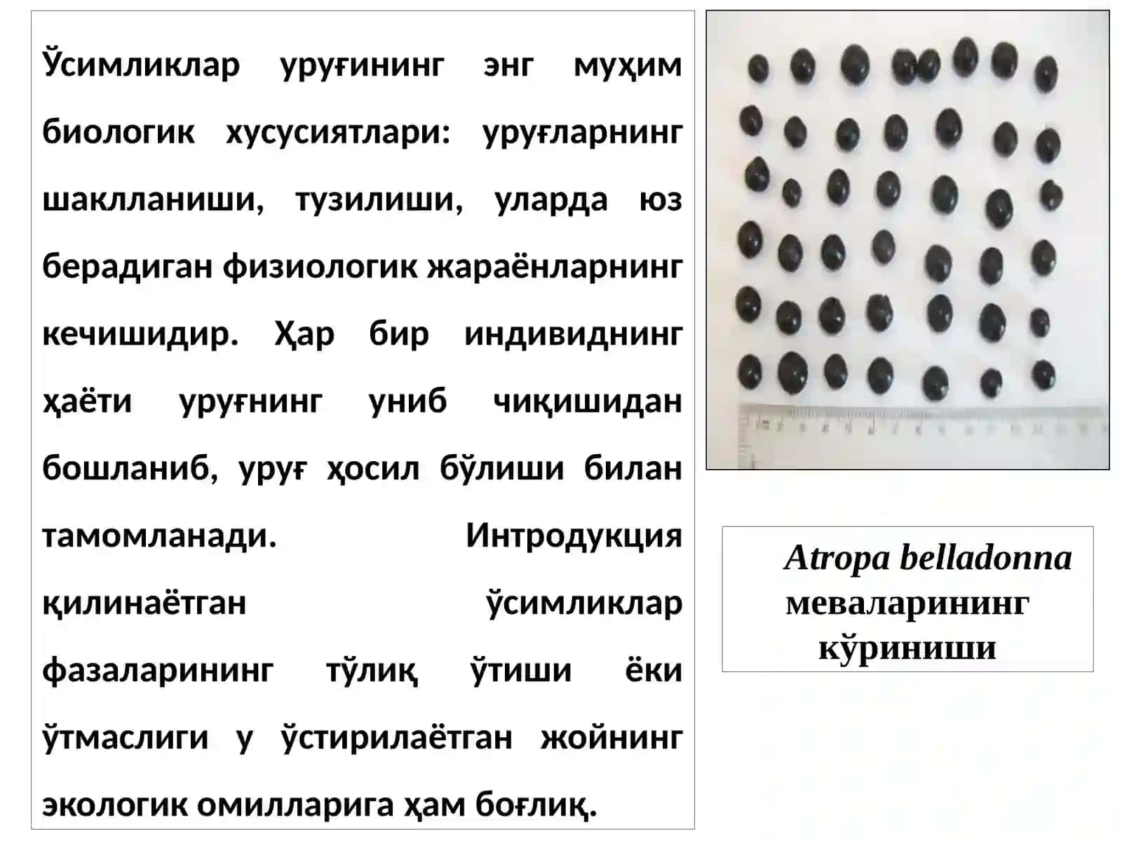 МЕВА ВАУРУҒ 3
