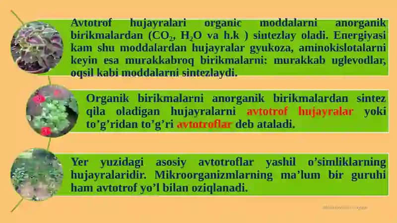 Hujayraning oziqlanishi. 3