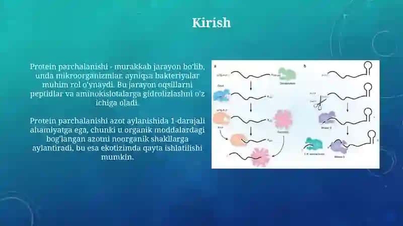 Protein parchalanishi 3