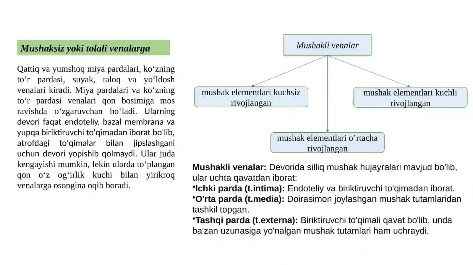 yurak qon tomir sistemasi. vena va yurak 3