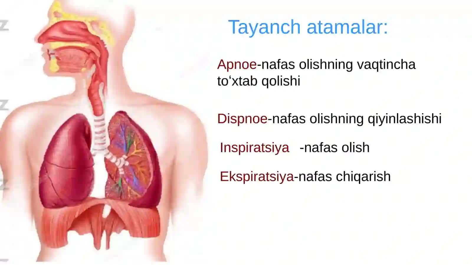 Nafas olish a'zolari tizimini baholash 3