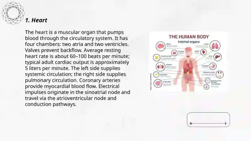 Internal organs 3