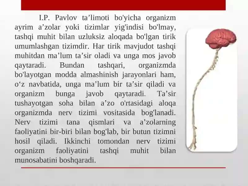 Nerv sistemasi 3