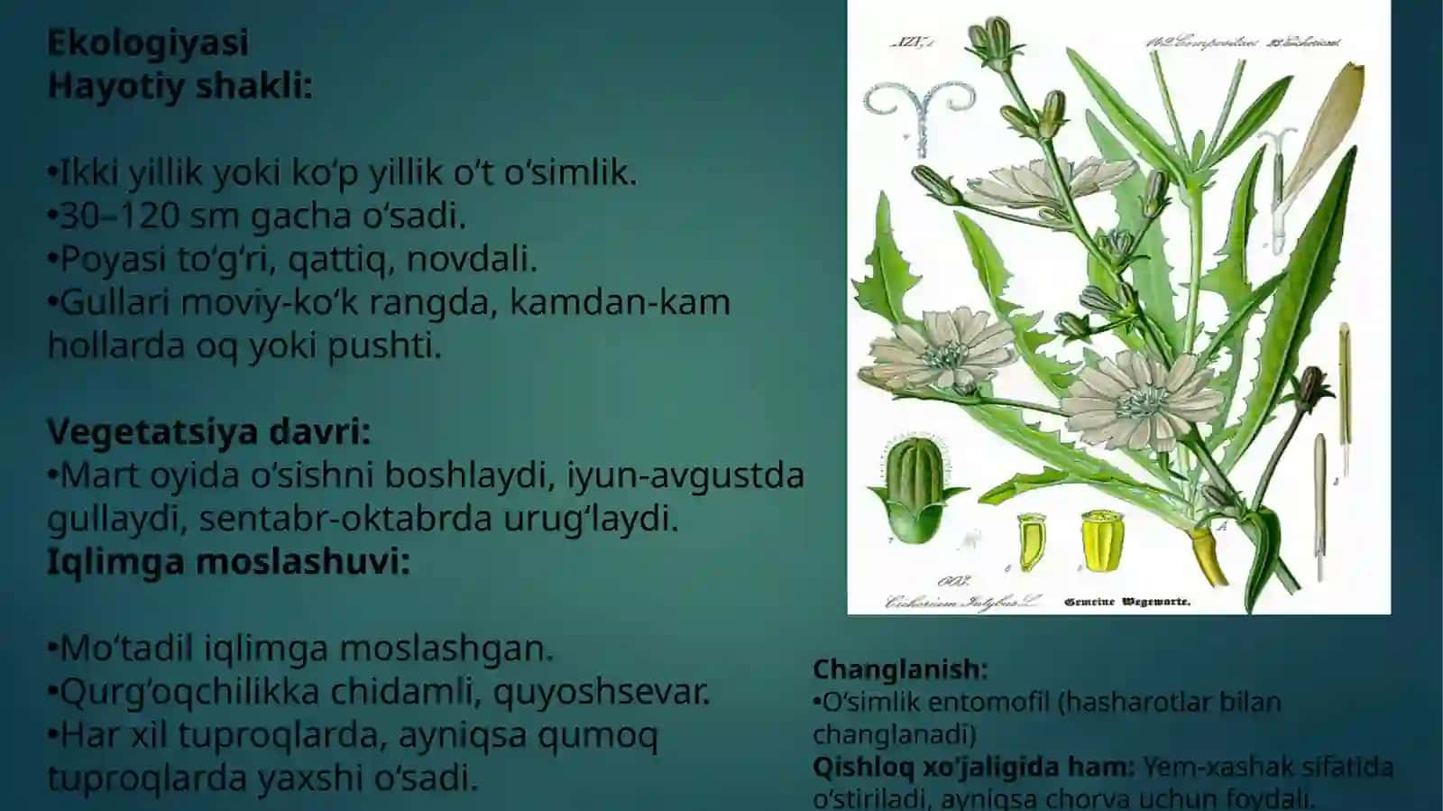 Oddiys achratqi (Cichorium intybus L.) turining sistematikasi, tarqalishi, ekologiyasi va tibbiyotda qo'llanilishi 3