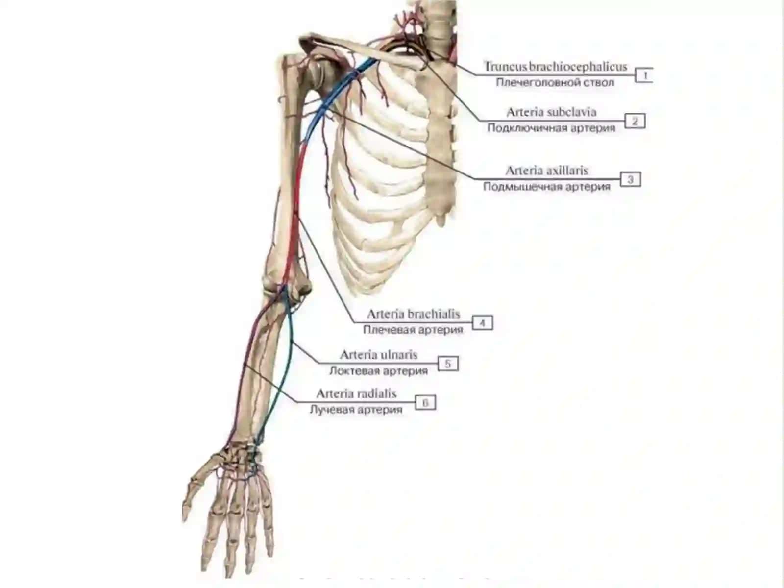 Qo`l arteriyalari 3