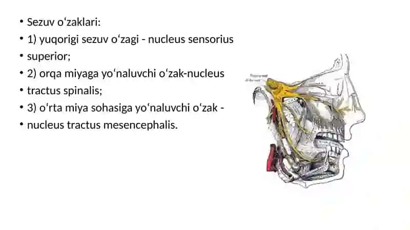 bosh miya nervlari 5-juft nerv 3