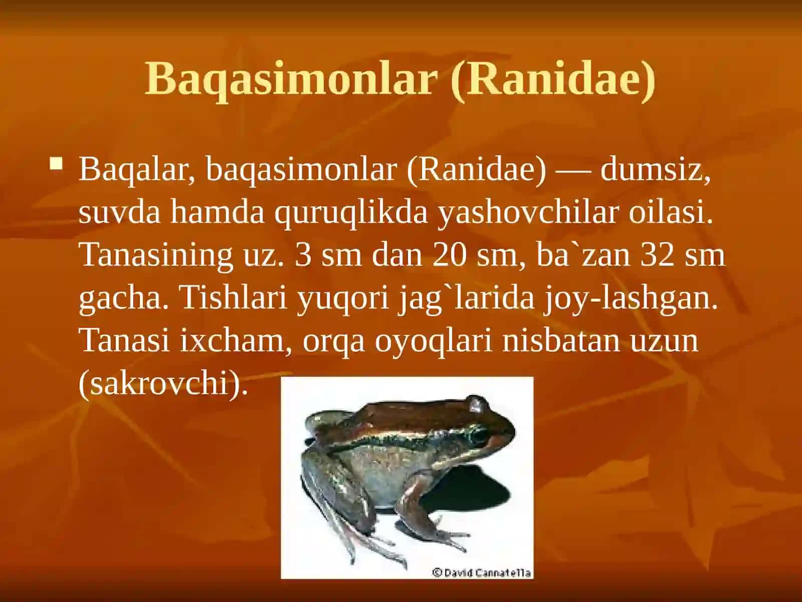 Baqasimonlar (Ranidae) 3