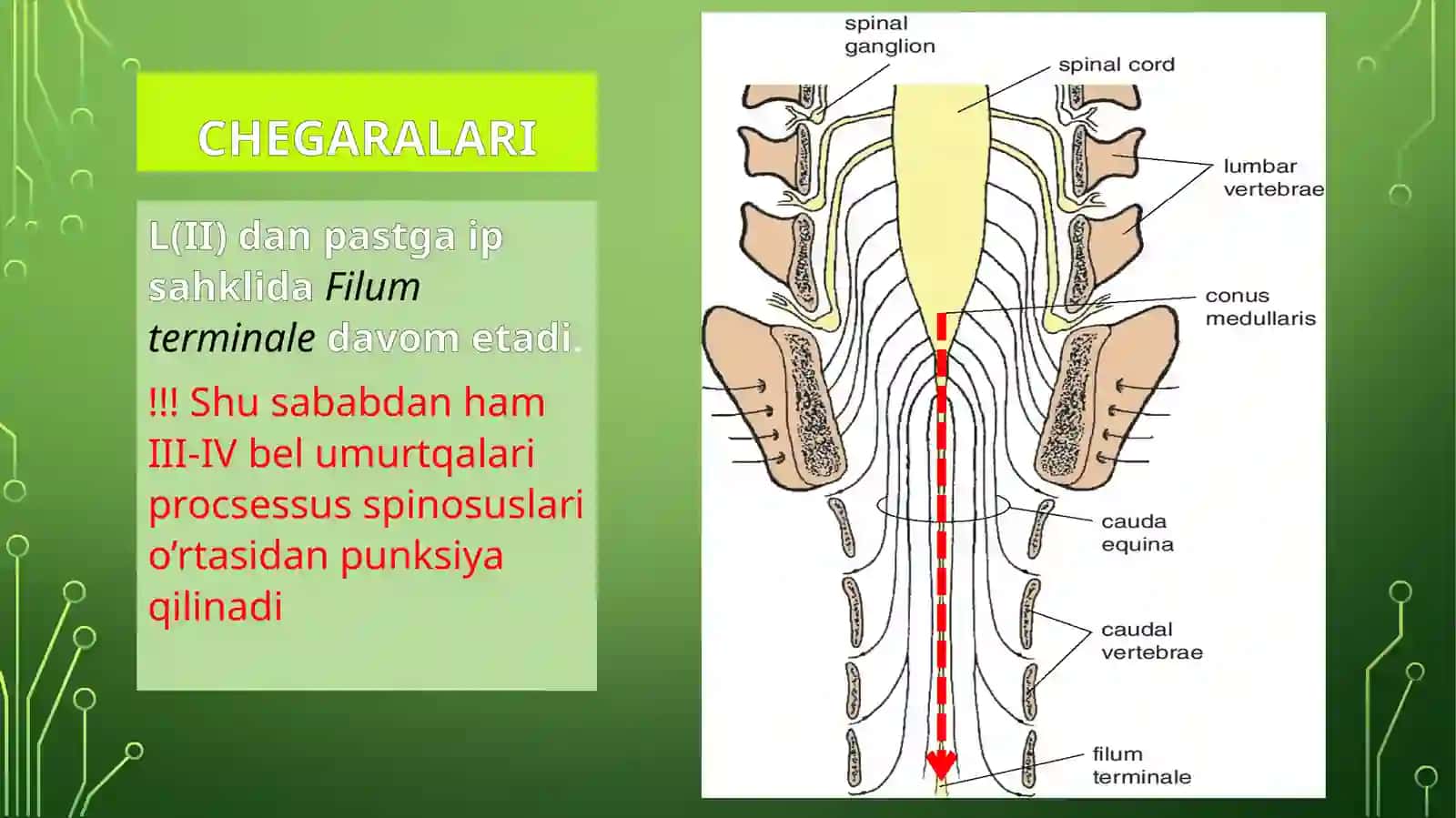 Orqamiyaanatomiyasi 3