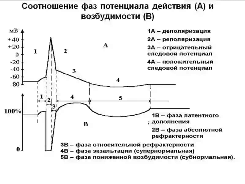 Таъсирлаш қонунлари 3