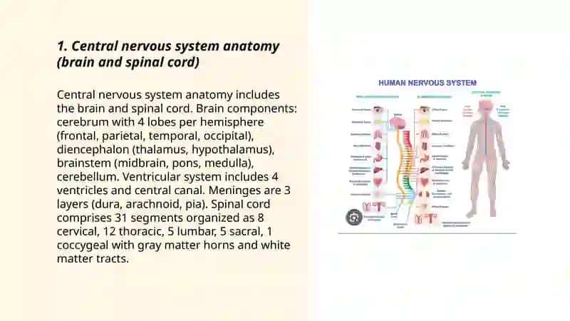 Nervous system 3