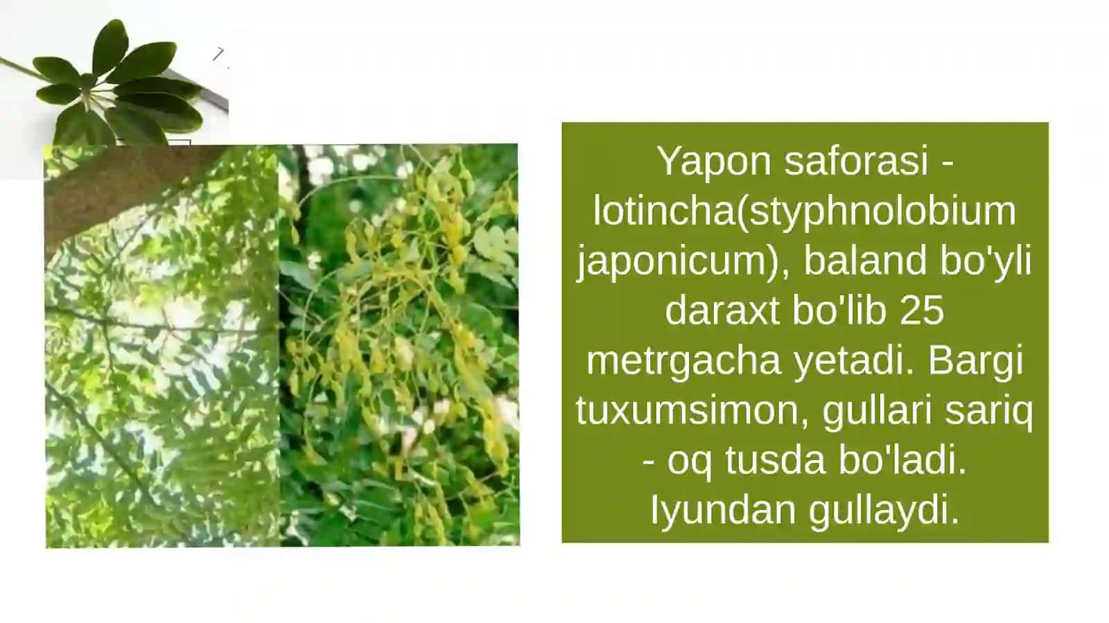 Yaponsaforasi 3