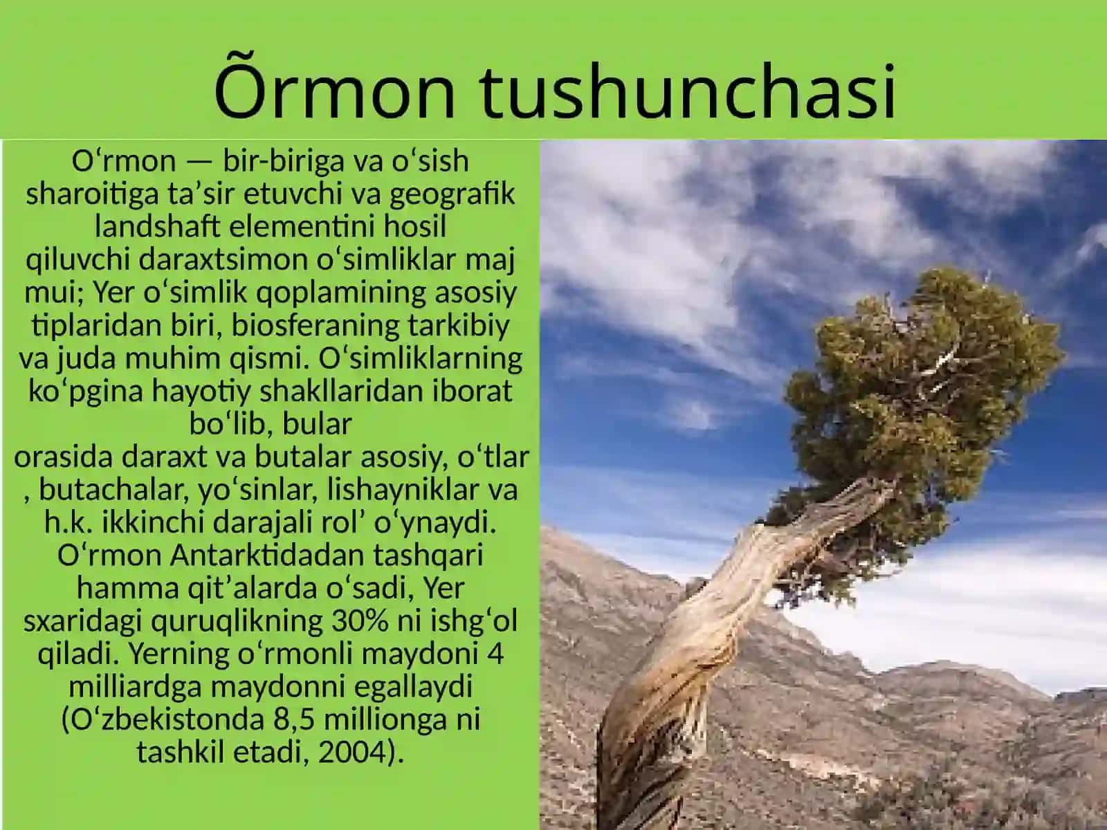 O'rmon 3