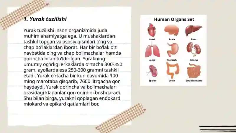 Yurak tuzilishi 3