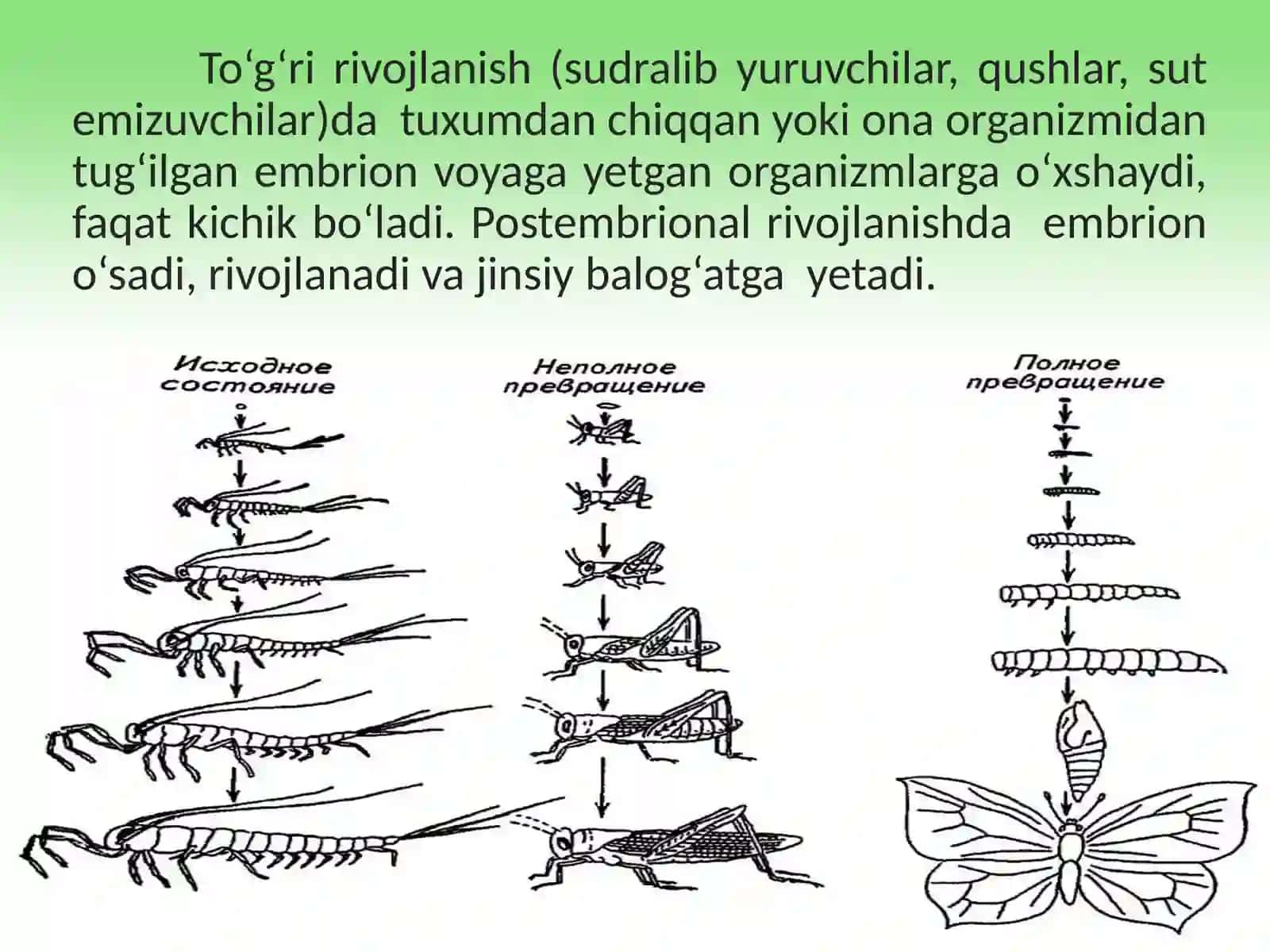 Postembrional  rivojlanish 3
