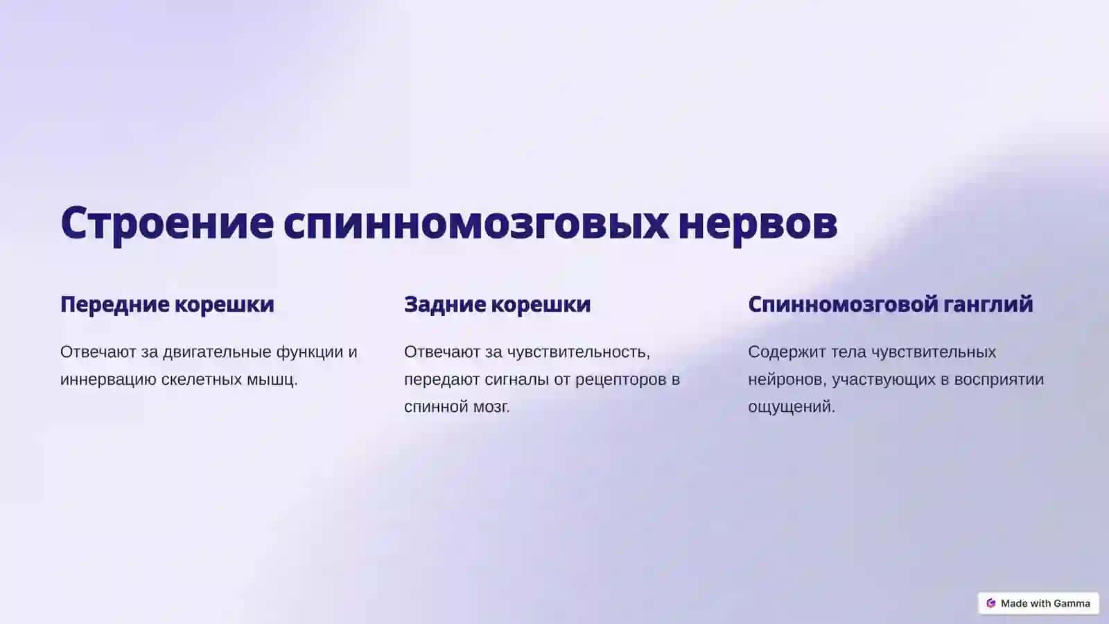 Спинномозговые нервы и их роль 3