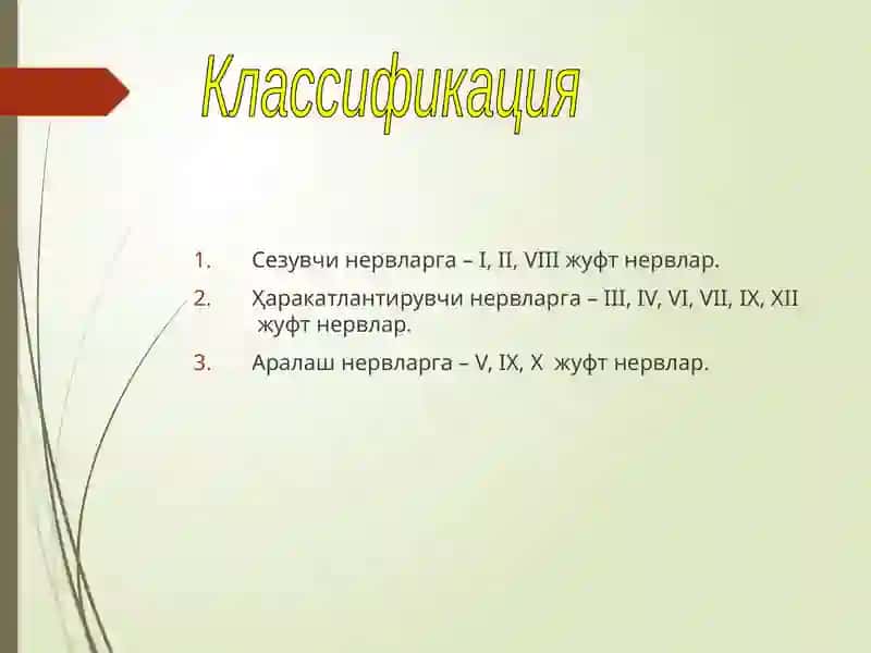 Бош мия нервлари 3