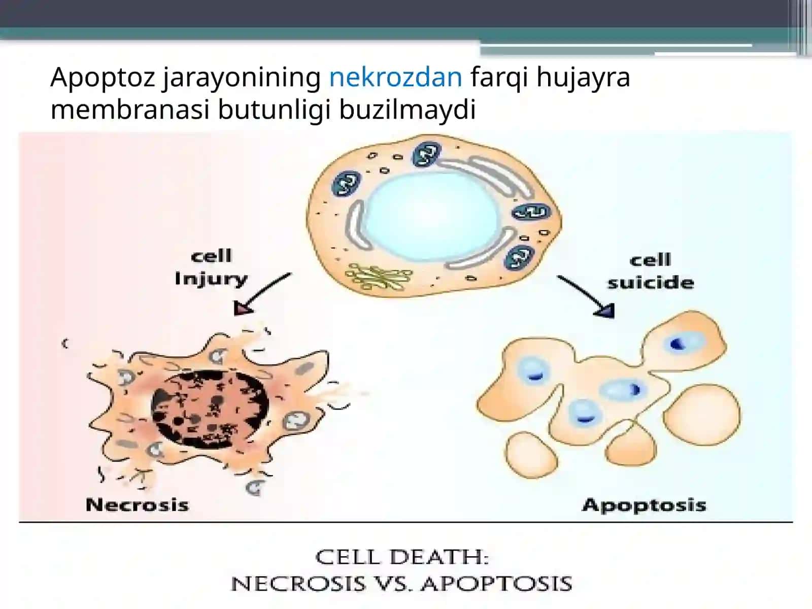 Apoptozmexanizmlari 3