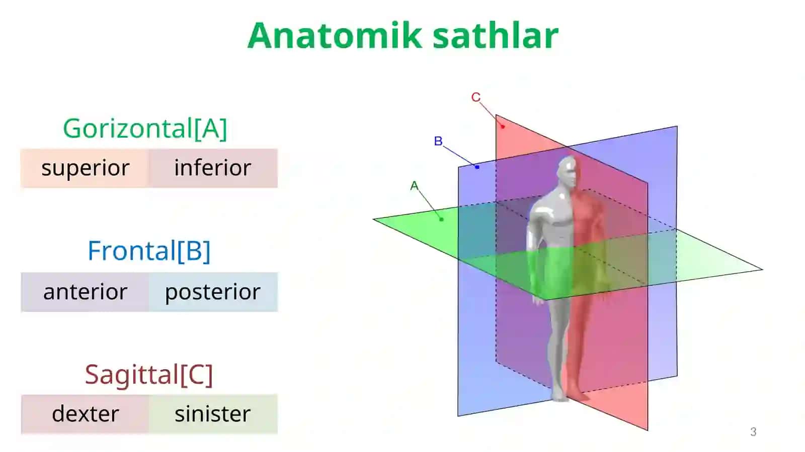 anatomiyaga kirish 3