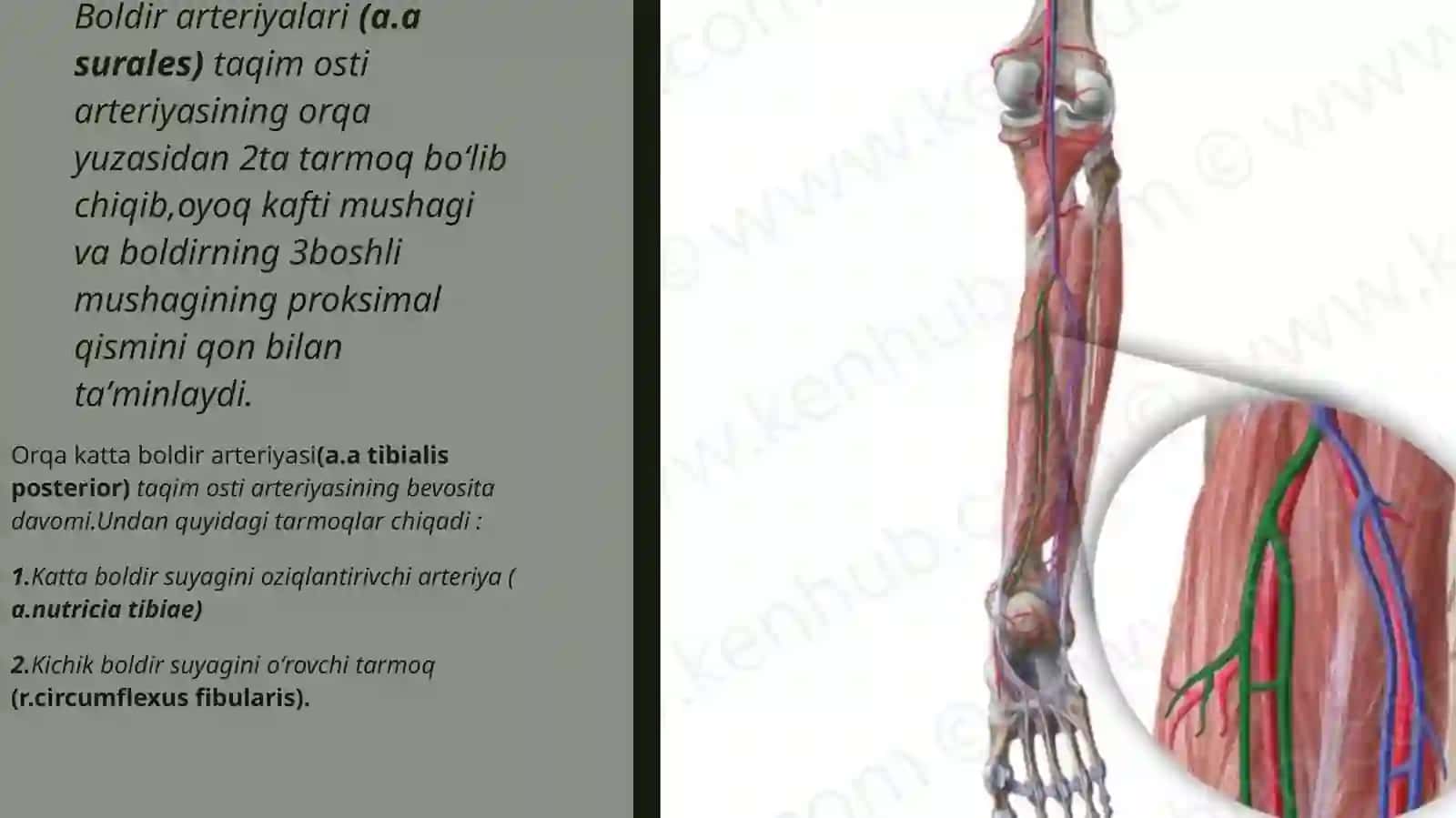 Katta boldir arteriyasi 3