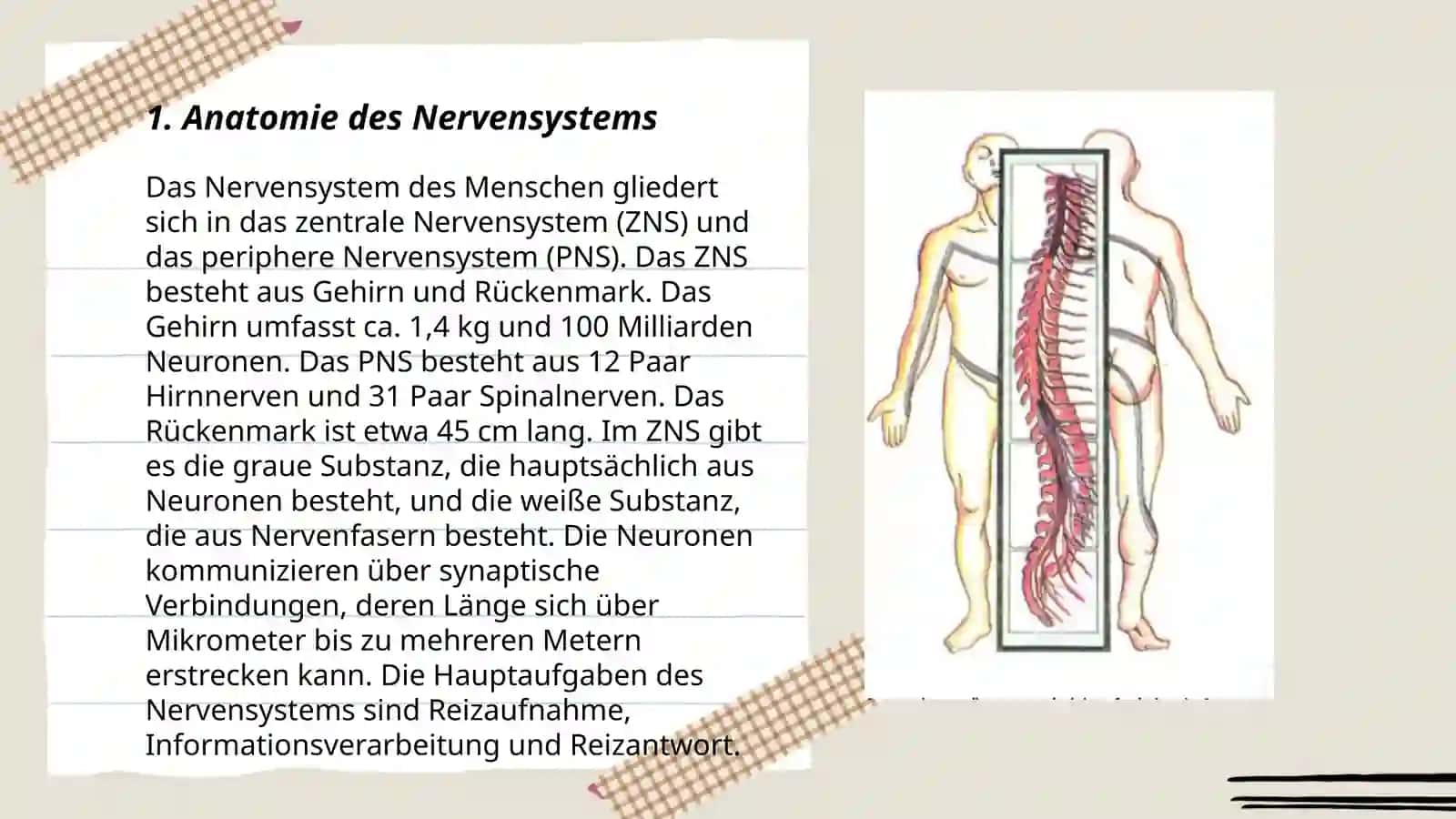 Anatomie des Nervensystems 3