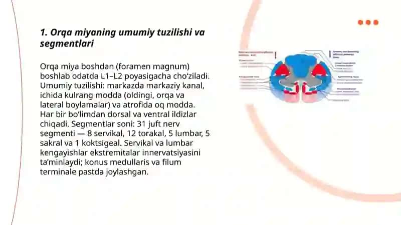 Orqa miya ( Medulla spinales) 3