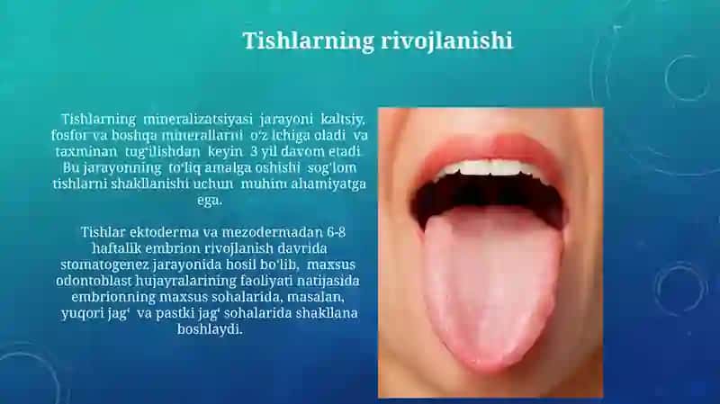 Tishlar 3