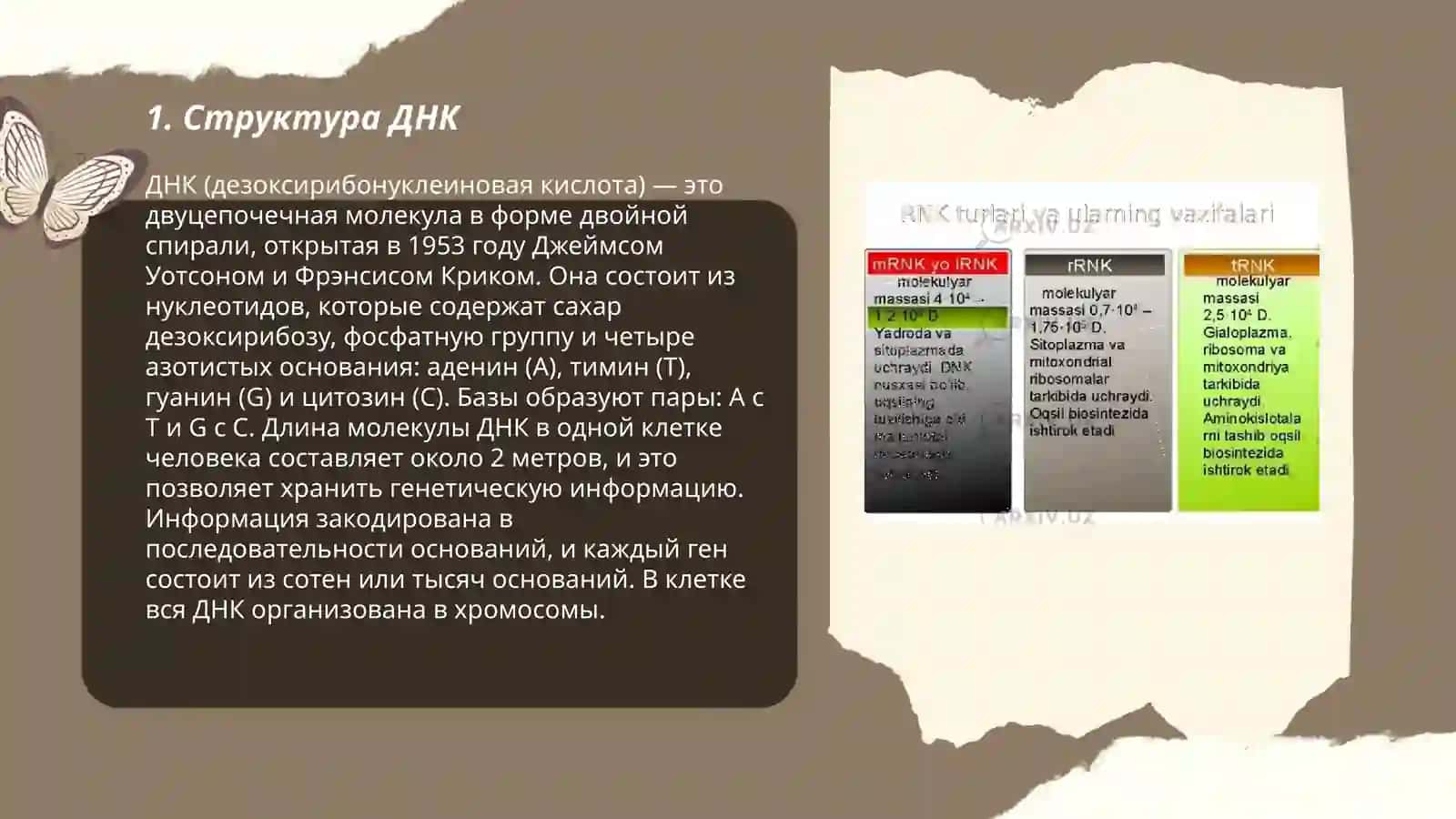 Структура ДНК 3