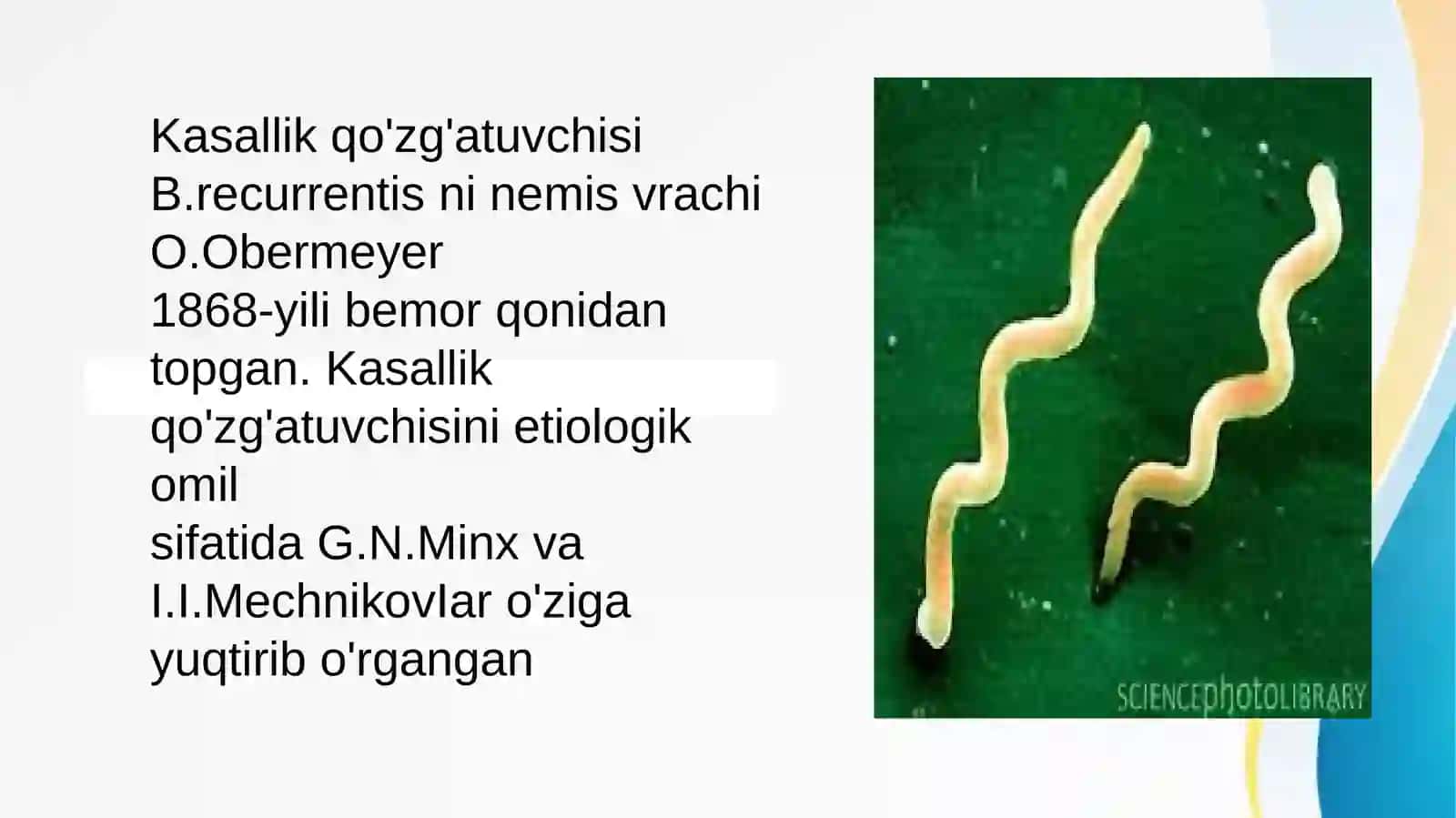 Borreliozlar morfologiyasi strukturasi Tarqalganligi keltirib chiqaruvchi kasalliklari mavzusida tayyorlagan haqida to'liq ma'lumot 3