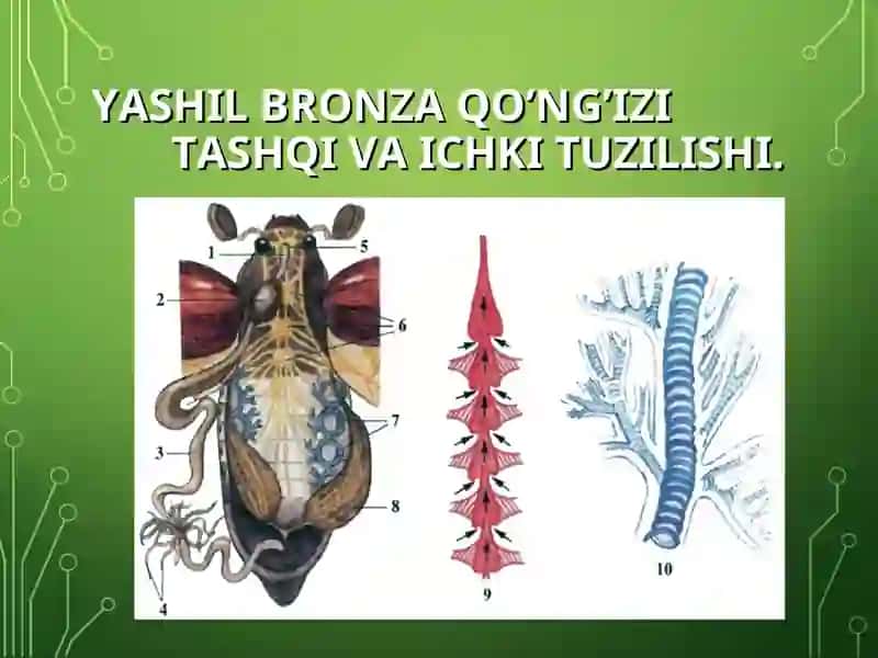 Hasharotlar Sinfi 3