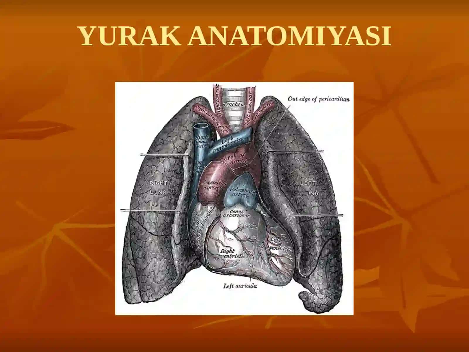 YURAK ANATOMIYASI 3