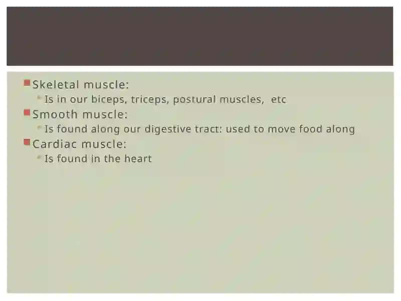Muscular system of a human being 3