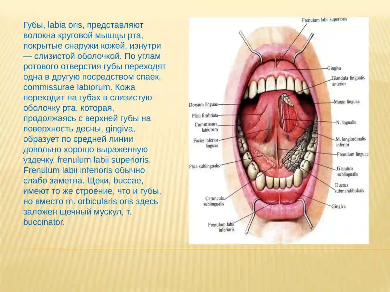 Полость рта,cavitasoris 3