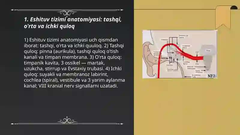 Eshituv tizimi anatomiyasi 3