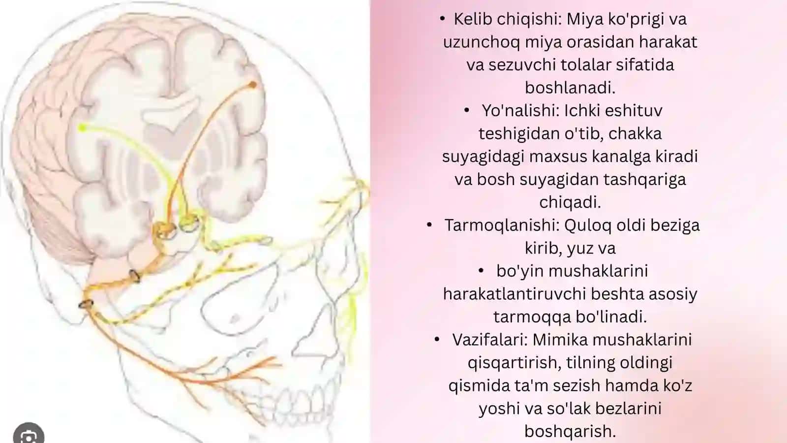 Yuz Nervi anatomiyasi
va kasalliklari 3