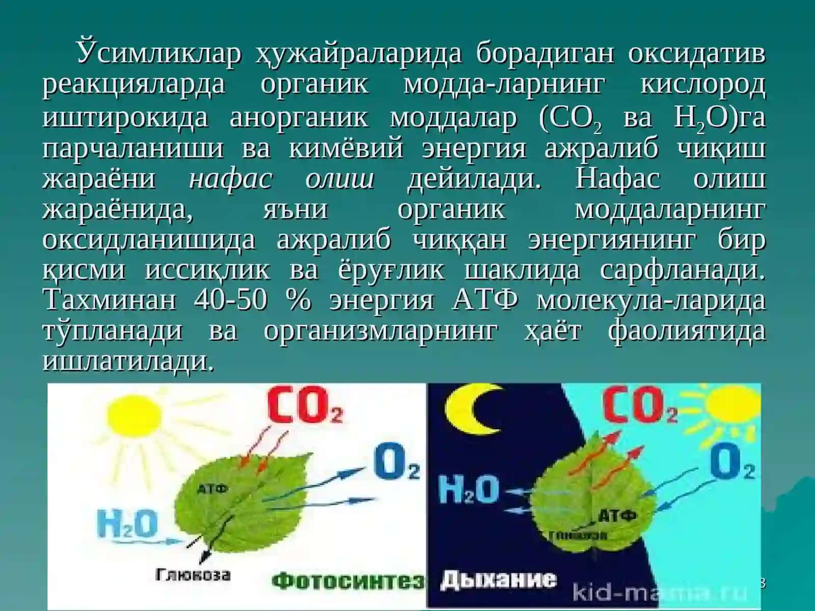 Ўсимликларнинг нафас олиши 3