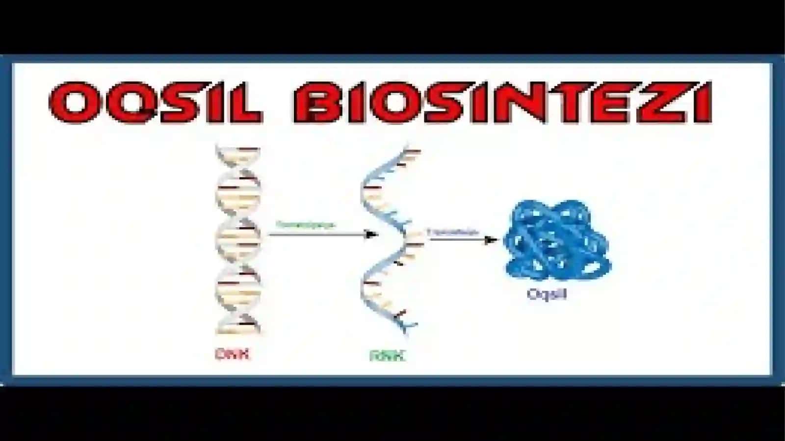 Oqsil biosintezi 3